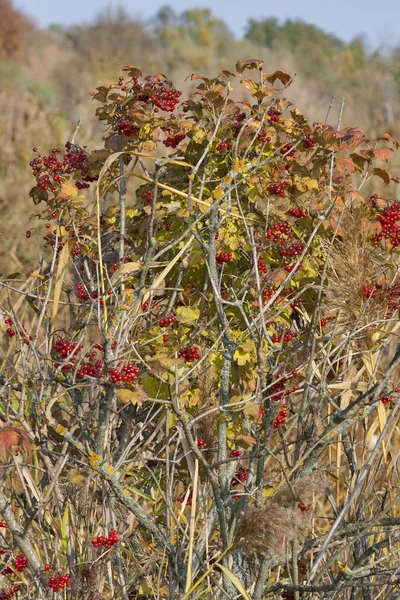 Autumn viburnum — Stock Photo, Image