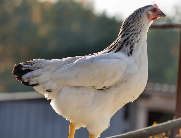 Beyaz benekli hen — Stok fotoğraf
