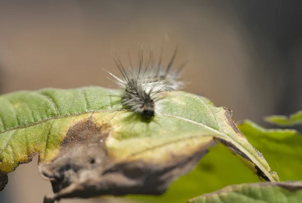 半分食べられた葉に乗る毛虫 — ストック写真