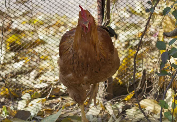 Ginger hen closeup — Stock Photo, Image