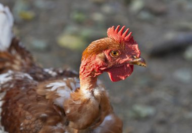 Kırmızı saçlı hen çıplak boyun