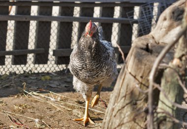 Benekli hen