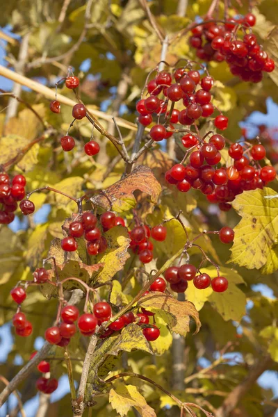 Autumn viburnum background — Stock Photo, Image