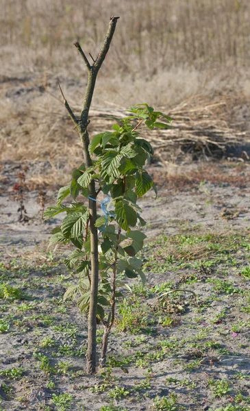 Arbusto de framboesa — Fotografia de Stock