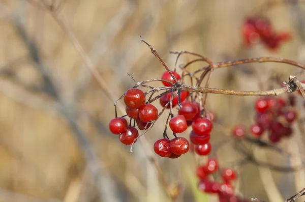 Autumn viburnum background — Stock Photo, Image