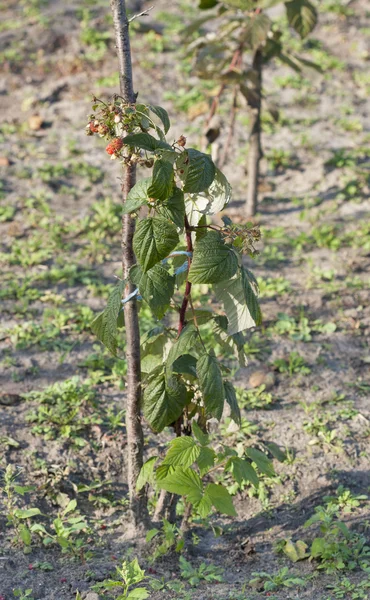 Young raspberry bush — Stock Photo, Image