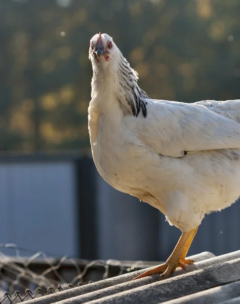Beyaz benekli ücretsiz aralığı tavuk