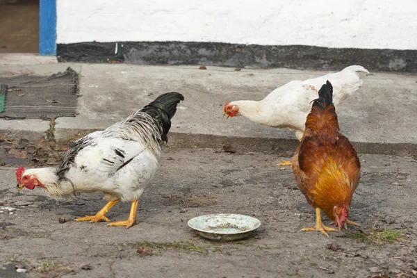 Chickens feeding — Stock Photo, Image