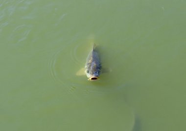 karanlık bir gölde yüzen yağ sazan