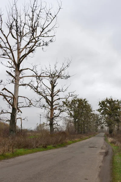 Eski asfalt yol ile kırsal manzara — Stok fotoğraf