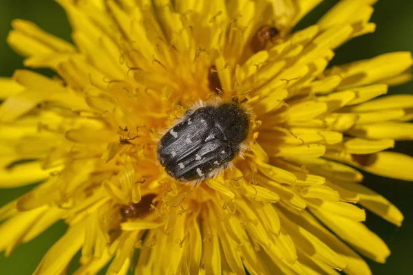 Black beetle with white spots — Stock Photo, Image