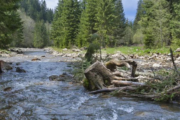Alter Baumstumpf und Gebirgsfluss — Stockfoto