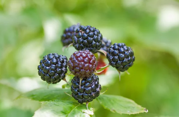 Wild raspberries in the woods — Stock Photo, Image