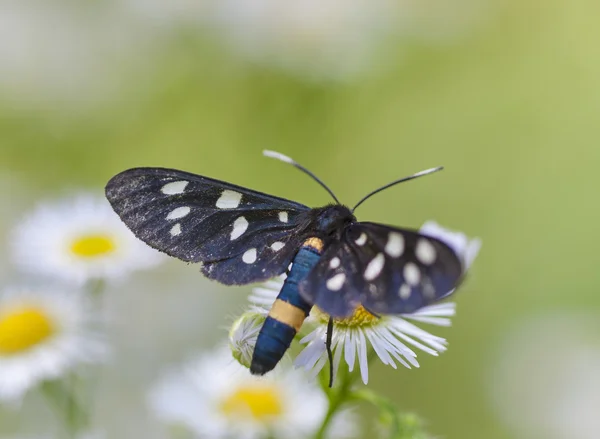 Papillon noir tacheté sur une marguerite blanche — Photo