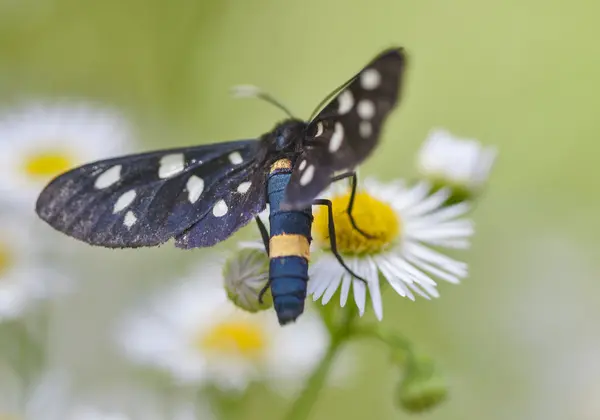 白いデイジーに黒い斑点を付けられた蝶 — ストック写真