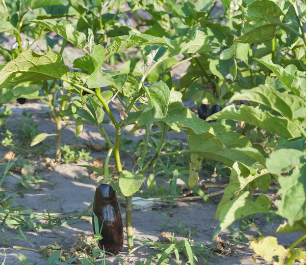 Äggplanta i trädgården — Stockfoto