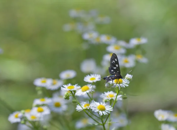 Beyaz papatya üzerinde siyah benekli kelebek — Stok fotoğraf