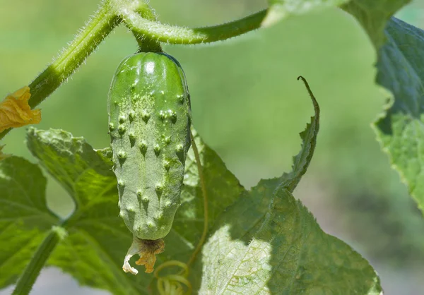 Salatalık büyüyen Bahçe closeup — Stok fotoğraf