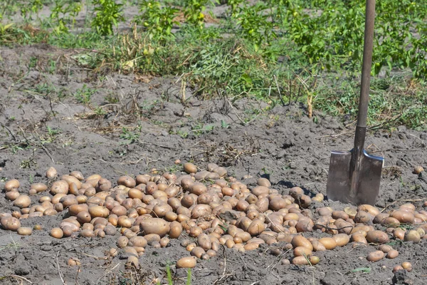 Pá e cultura de batata no jardim — Fotografia de Stock