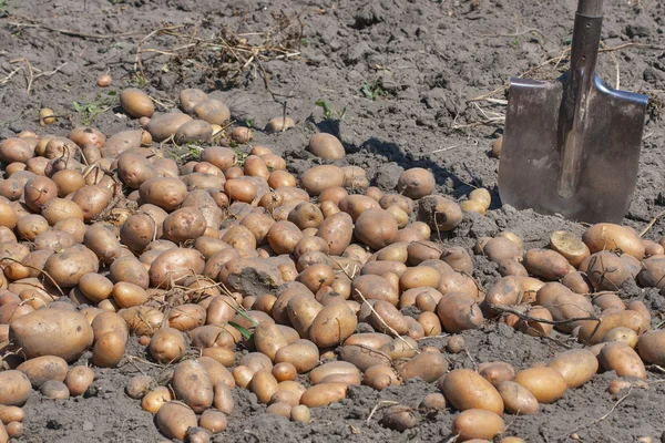 Shovel and potato crop in the garden — Stock Photo, Image