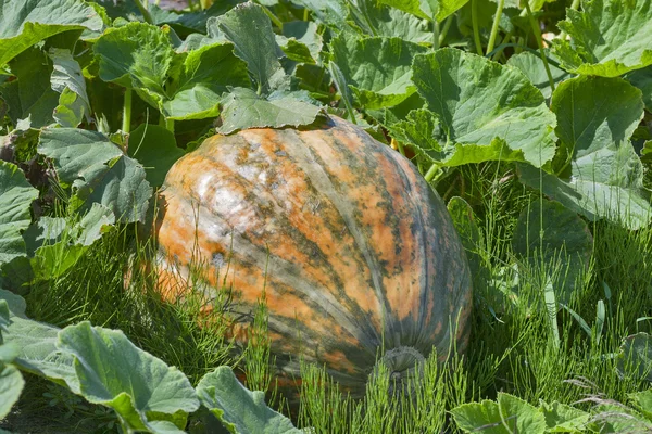 Big pumpkin in the garden — Stock Photo, Image