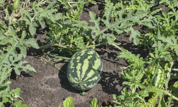 Small stripped watermelon in the field — Stock Photo, Image