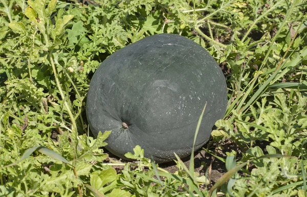 Ripe watermelon in the field — Stock Photo, Image