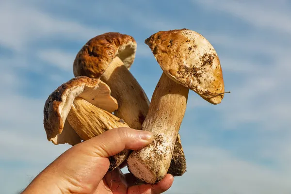 Mano Umana Tiene Diversi Funghi Porcini Grandi Appena Tagliati Primi — Foto Stock