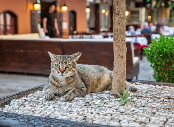 Mongrel Brown Cat Green Eyes Lies Street Bar Thessaloniki Greece — стоковое фото
