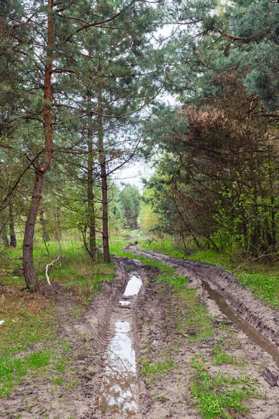 Dirty Summer Road Woods Rain — Stok fotoğraf