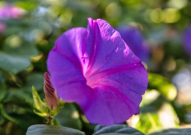 Şarap açık mor Clematis çiçeği ve tomurcukları süs için yazın açar. Güzel ve parlak çiçek yakın plan. Bahçe için daimi tırmanış.