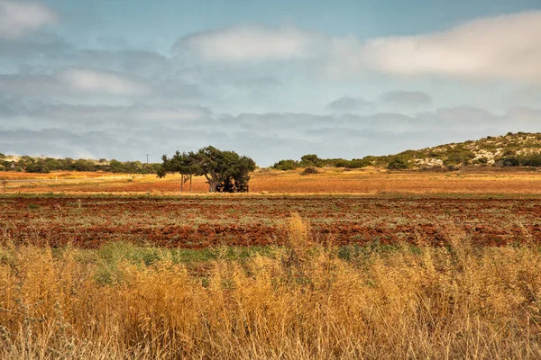 Landskap Med Berömda Gamla Enbär Tree Lovers Ayia Napa Cypern — Stockfoto