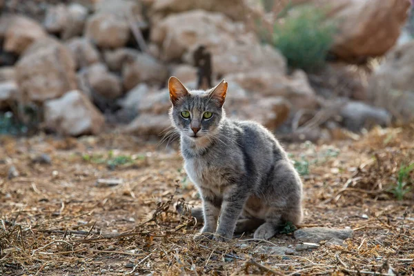 Уличная Кошка Оторванной Ушной Раковиной Айя Цитрусе — стоковое фото