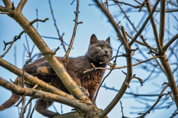 Grey Scottish Cat Sits High Dry Tree Spring Closeup — Stock Fotó