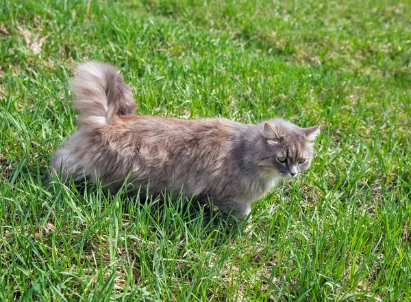 Gray Street Kat Jacht Groen Gras Closeup — Stockfoto