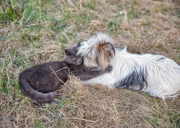 Scottish Grey Cat Lap Dog Play Garden — Stockfoto