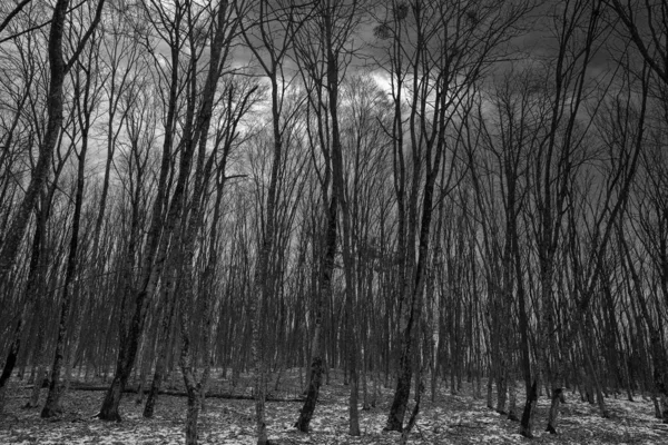 Gloomy Forest Winter Landscape Dusk Scaring Trees Snow — стоковое фото