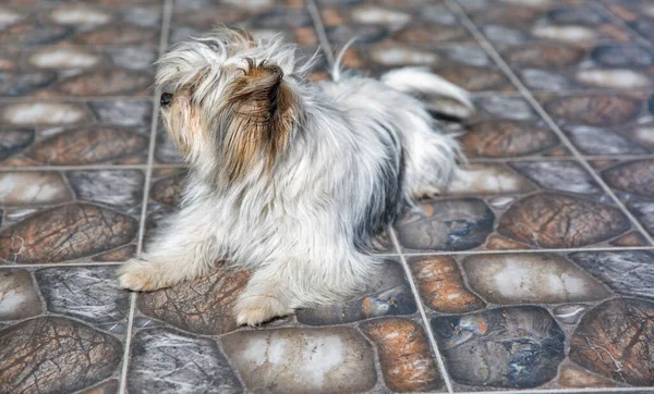 Black White Lap Dog Closeup — Stock fotografie