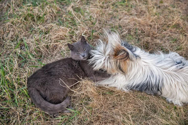 Scottish Grey Cat Lap Dog Play Hugging Garden — Stockfoto