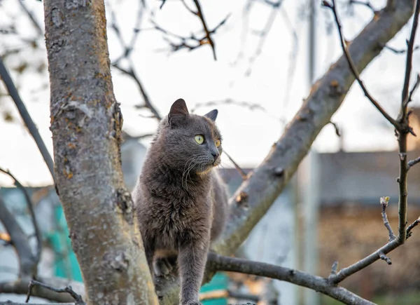 Grey Scottish Cat Sits High Dry Tree Spring Closeup — Stock Photo, Image
