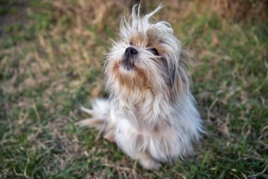 Siyah beyaz süs köpeği.