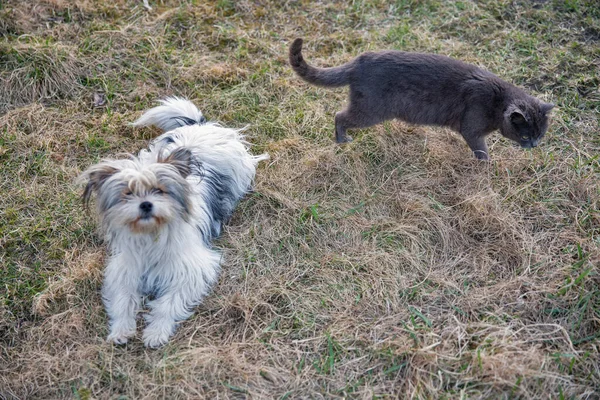 Skoç Gri Kedisi Kucak Köpeği Bahçede Oynuyorlar — Stok fotoğraf