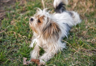 Siyah beyaz süs köpeği.