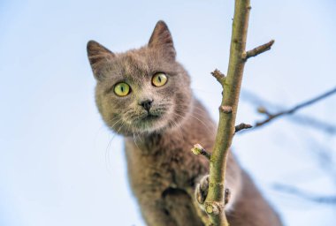 grey scottish cat sits on a high dry tree in spring closeup