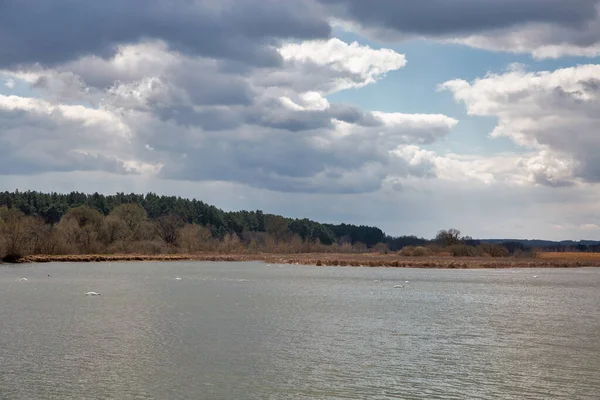 Paysage Avec Des Cygnes Sur Lac Dans Forêt Rivière Ikva — Photo