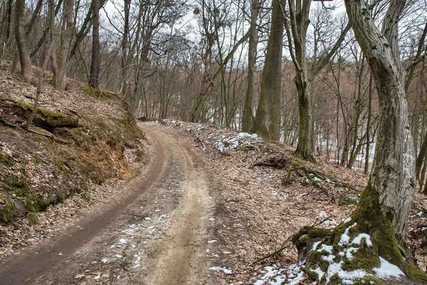 Floresta Sombria Inverno Paisagem Estrada Suja Entardecer Árvores Assustadoras Neve — Fotografia de Stock