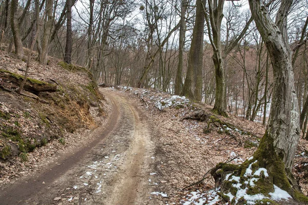 Kasvetli Orman Kış Manzarası Alacakaranlıkta Kirli Yol Korkutucu Ağaçlar Kar — Stok fotoğraf