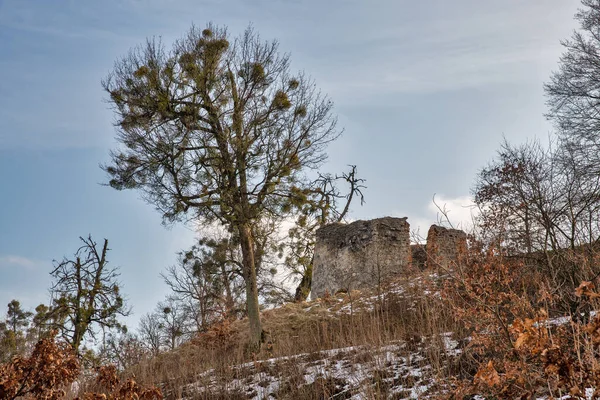 Zniszczony Pięcioboczny Bastion Zamku Svirzh Ukraina Jest Ufortyfikowana Rezydencja Lwowie — Zdjęcie stockowe