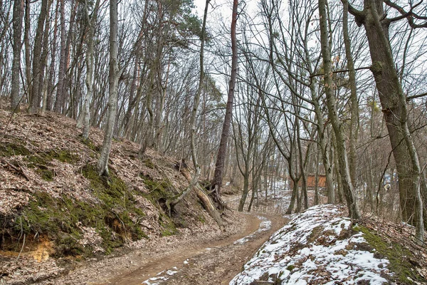 Kasvetli Orman Kış Manzarası Alacakaranlıkta Kirli Yol Korkutucu Ağaçlar Kar — Stok fotoğraf