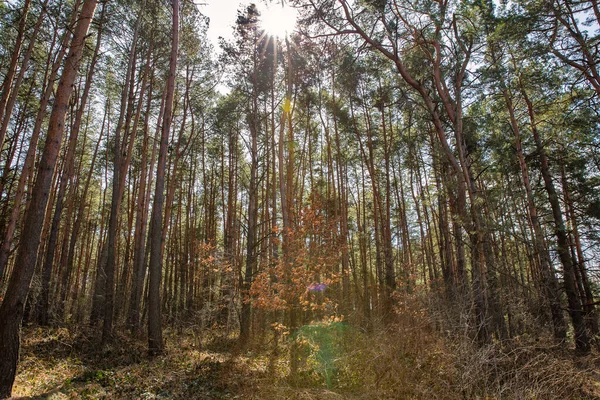 Sole Splende Attraverso Corona Della Foresta Profondo Paesaggio Foresta Densa — Foto Stock